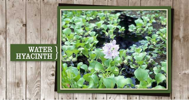 Water Hyacinth